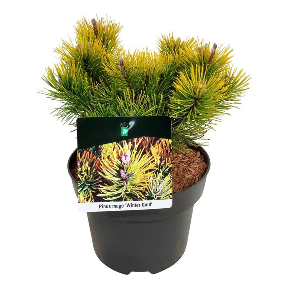 Pinus mugo 'Winter Gold'.