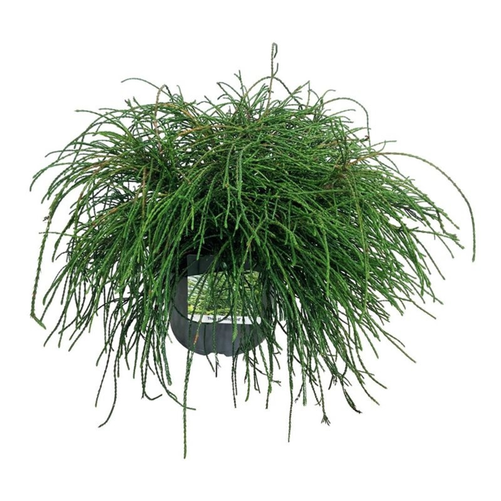 Thuja pl. 'Whipcord'.