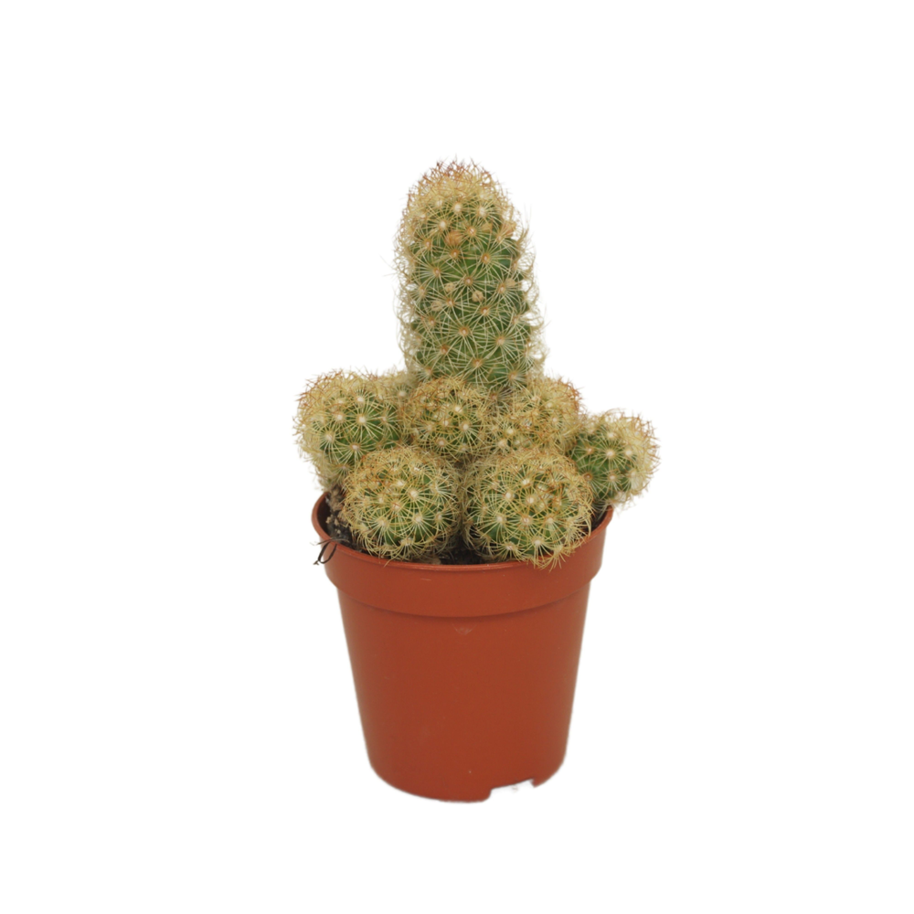 Mammillaria elongata 5,5 cm.