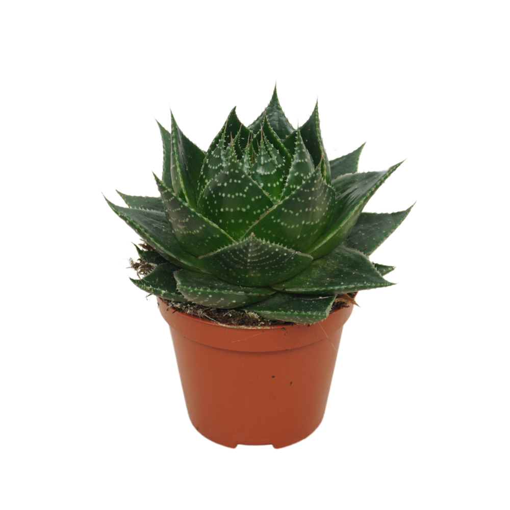 Aloë Cosmo 8,5 cm met etiket.