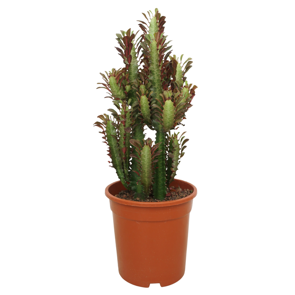 Euphorbia trigona rubra 21 cm.