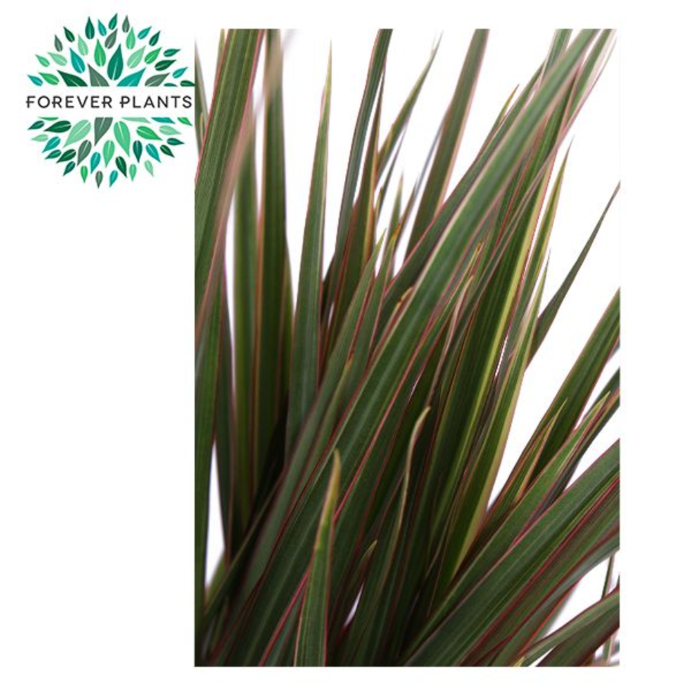 Dracaena Bicolor p17, 30+10.