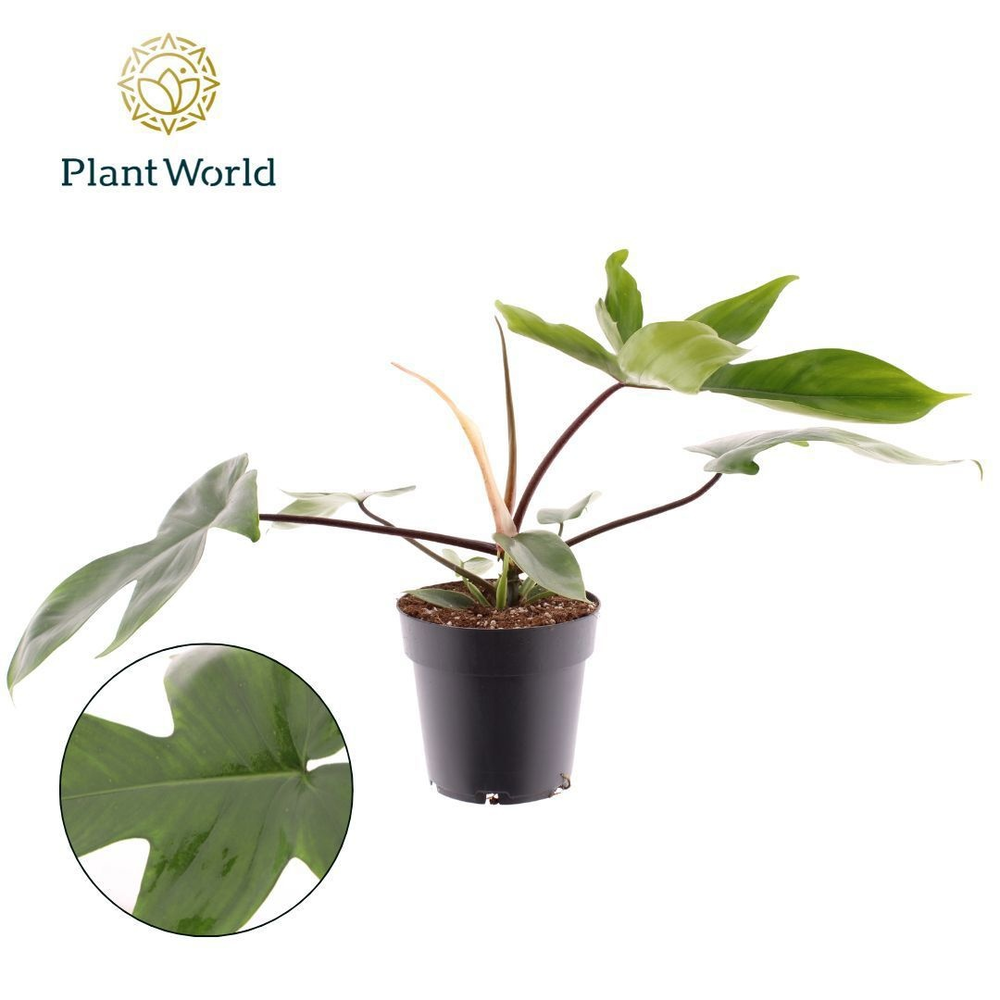 Philodendron Green Beauty.