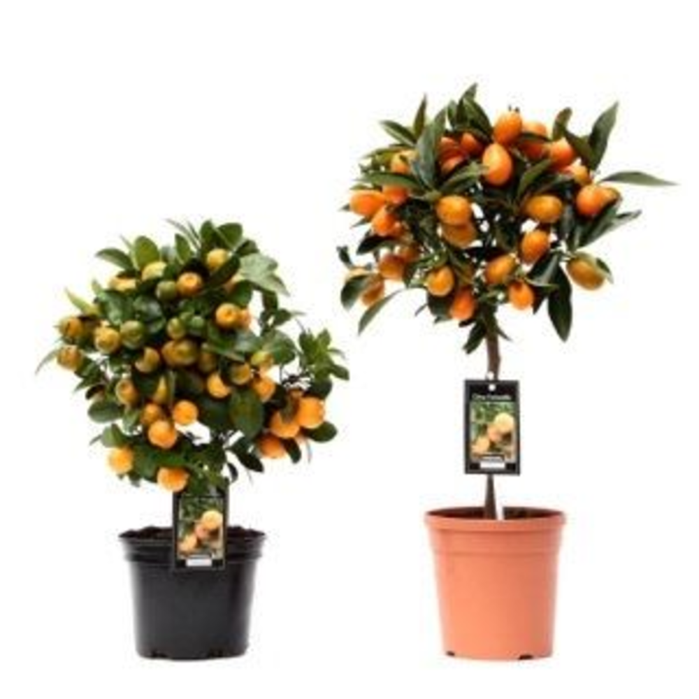 Citrus Mix 2 Soorten.