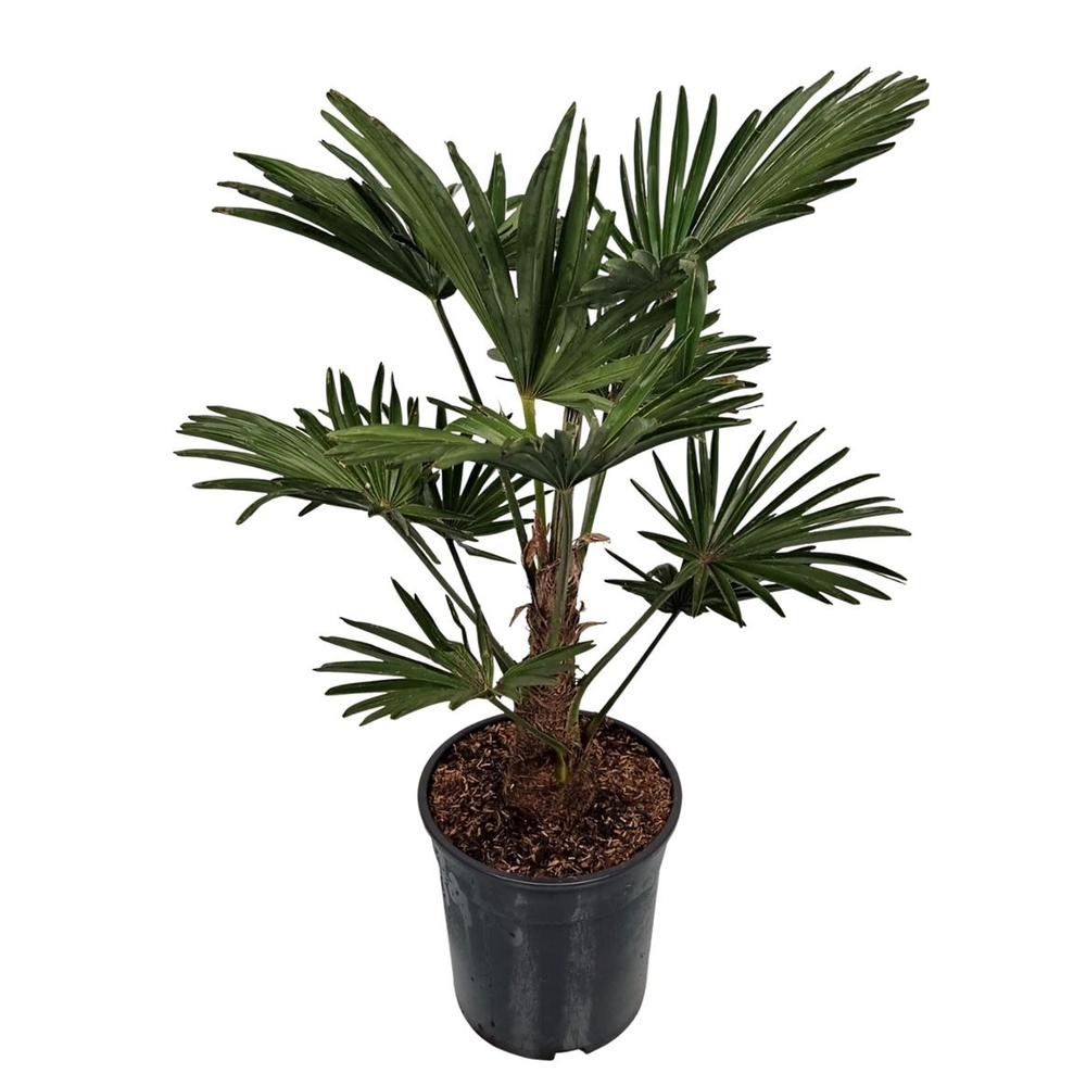 Trachycarpus Wagnerianus Nederlandse Teelt.