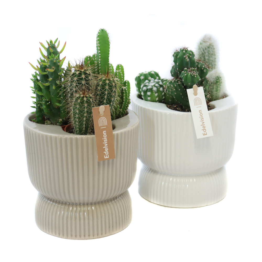 Cactus 5,5 cm in nara pot met etiket.