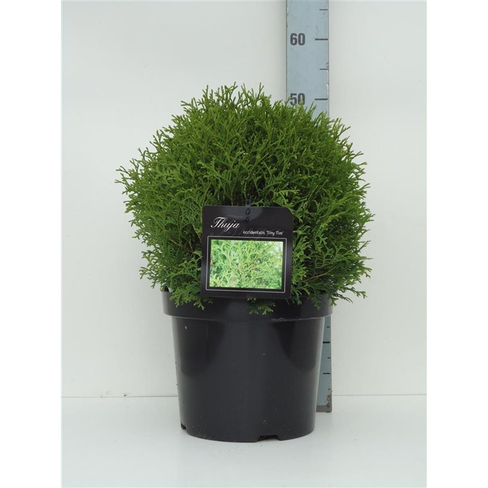 Thuja occ. 'Tiny Tim'.