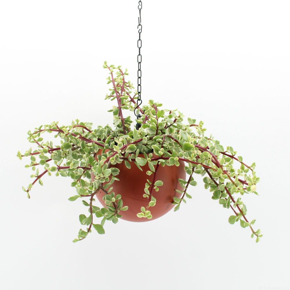 Globee Indoor Portulacaria 110.