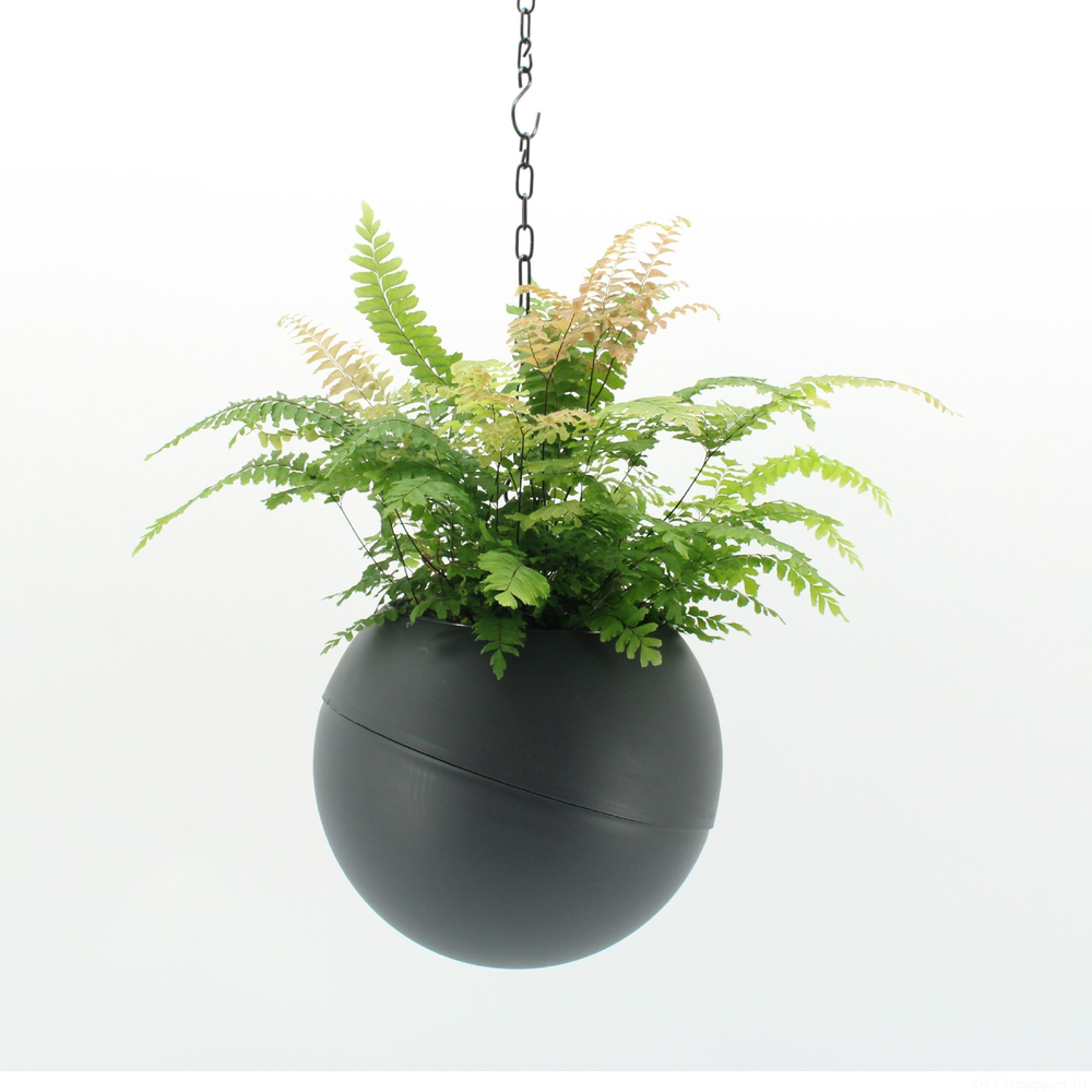 Globee Indoor Adiantum 118.