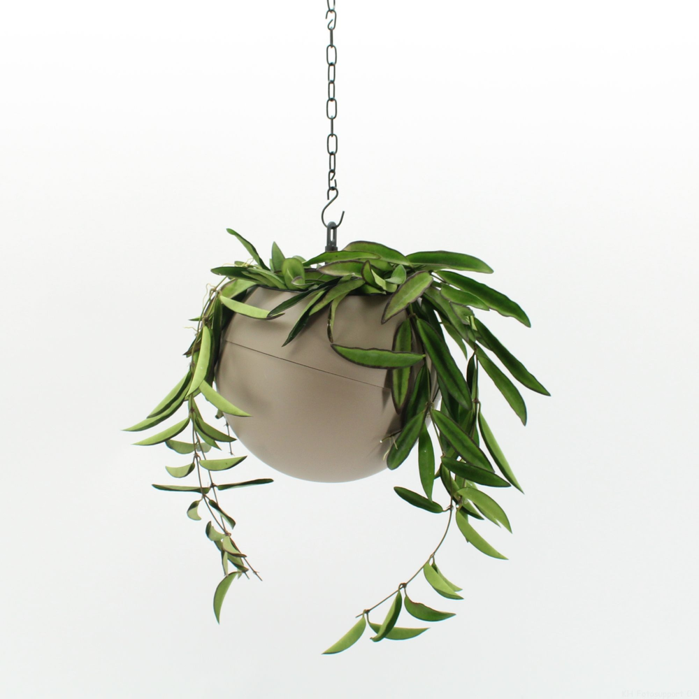 Globee Indoor Hoya wayetii 121.