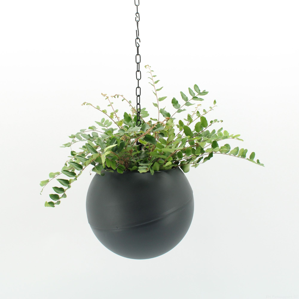 Globee Indoor Pellaea 119.