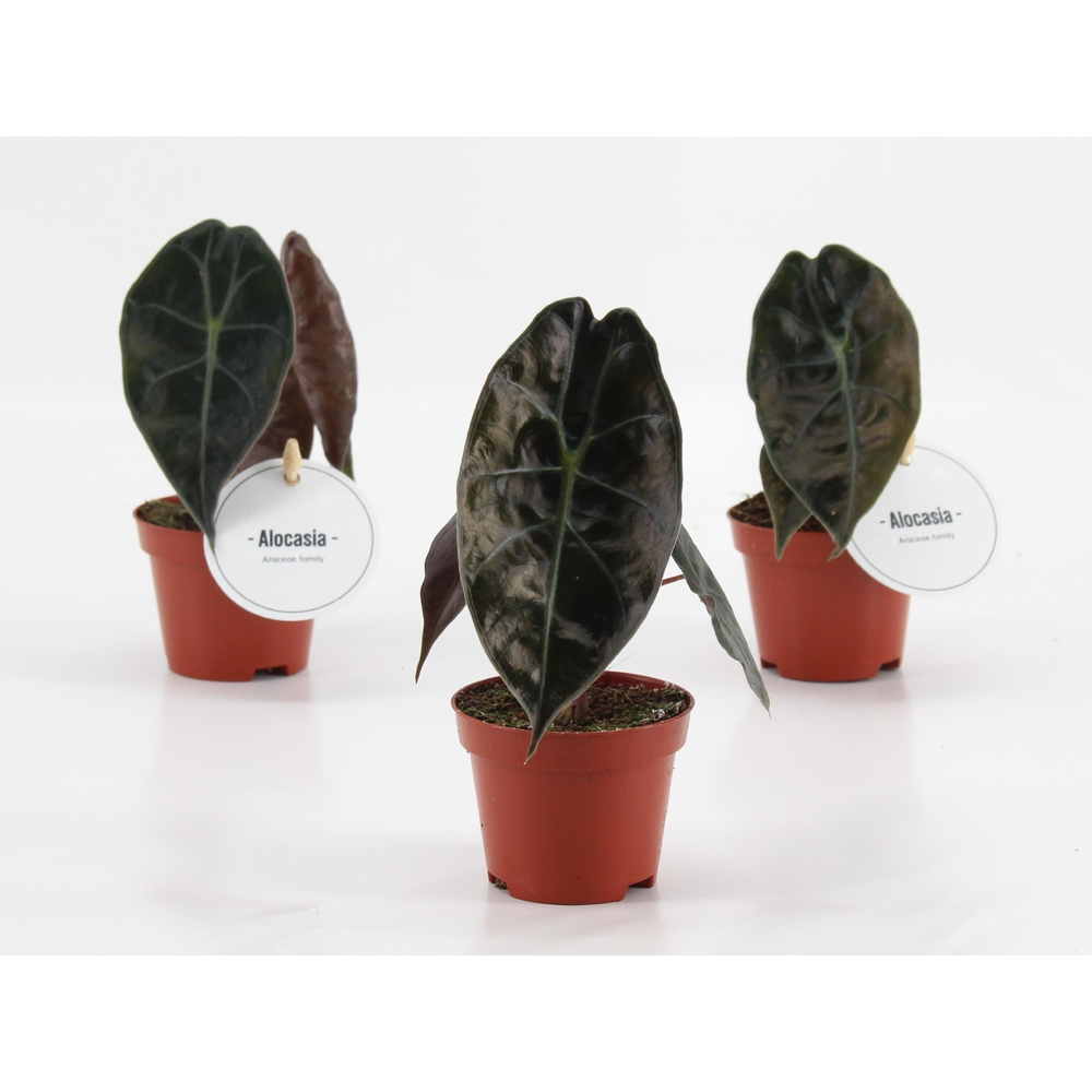 Alocasia suhirmaniana ‘Red Petiole’.