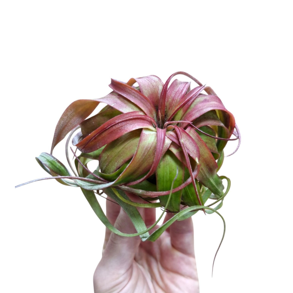 Tillandsia Eric Knobloch.