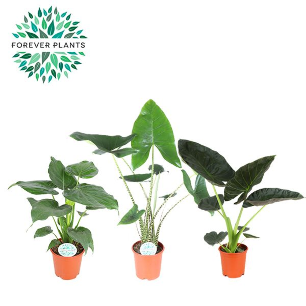 Alocasia Gemengd p21.