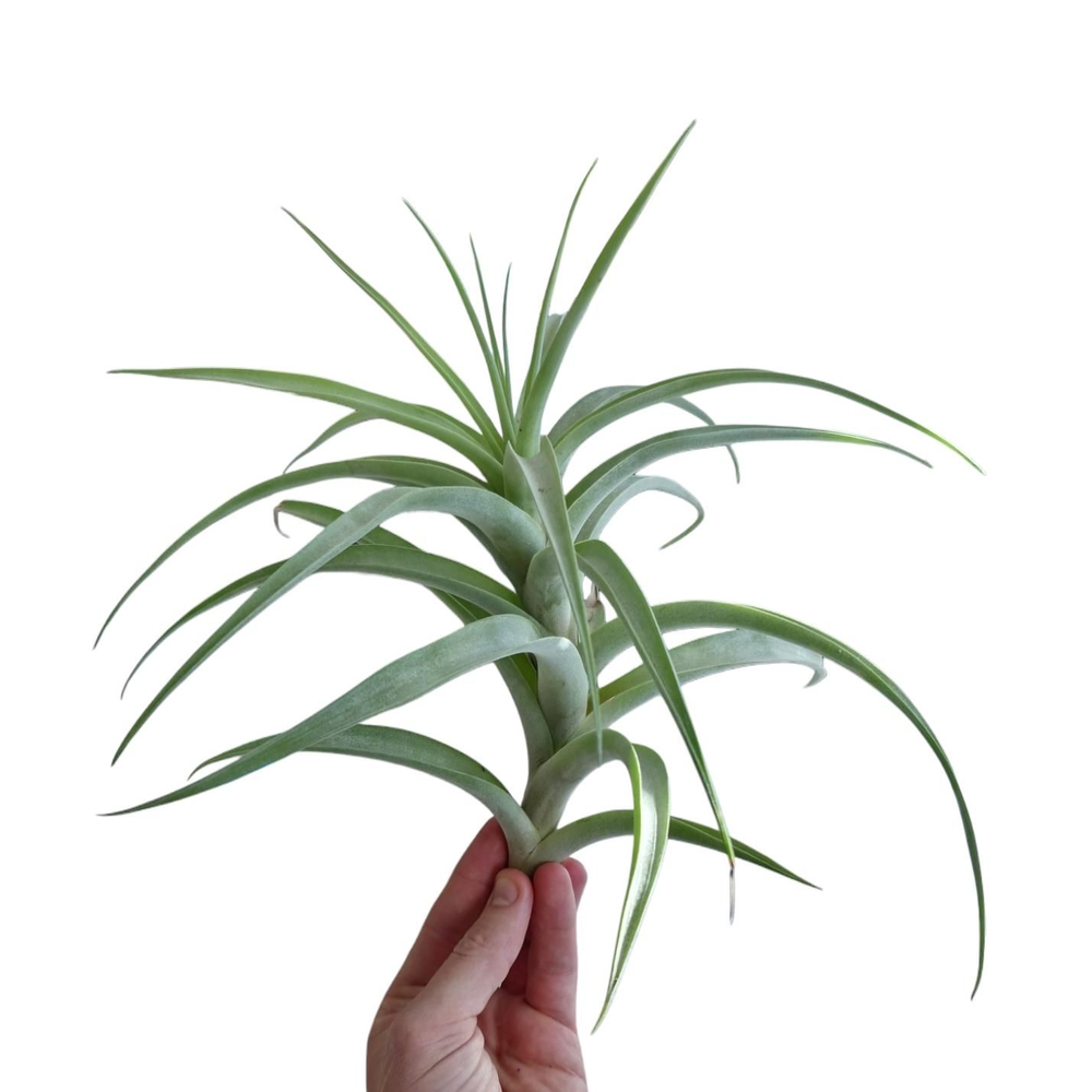 Tillandsia Fasiculata XL.