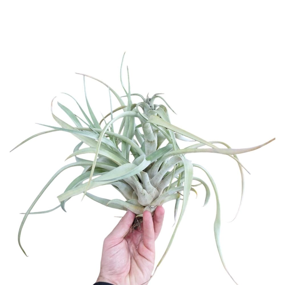 Tillandsia Brachycaulus XXL.