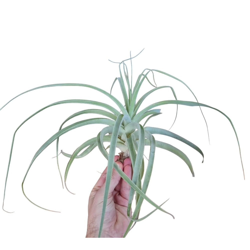 Tillandsia straminea XL.