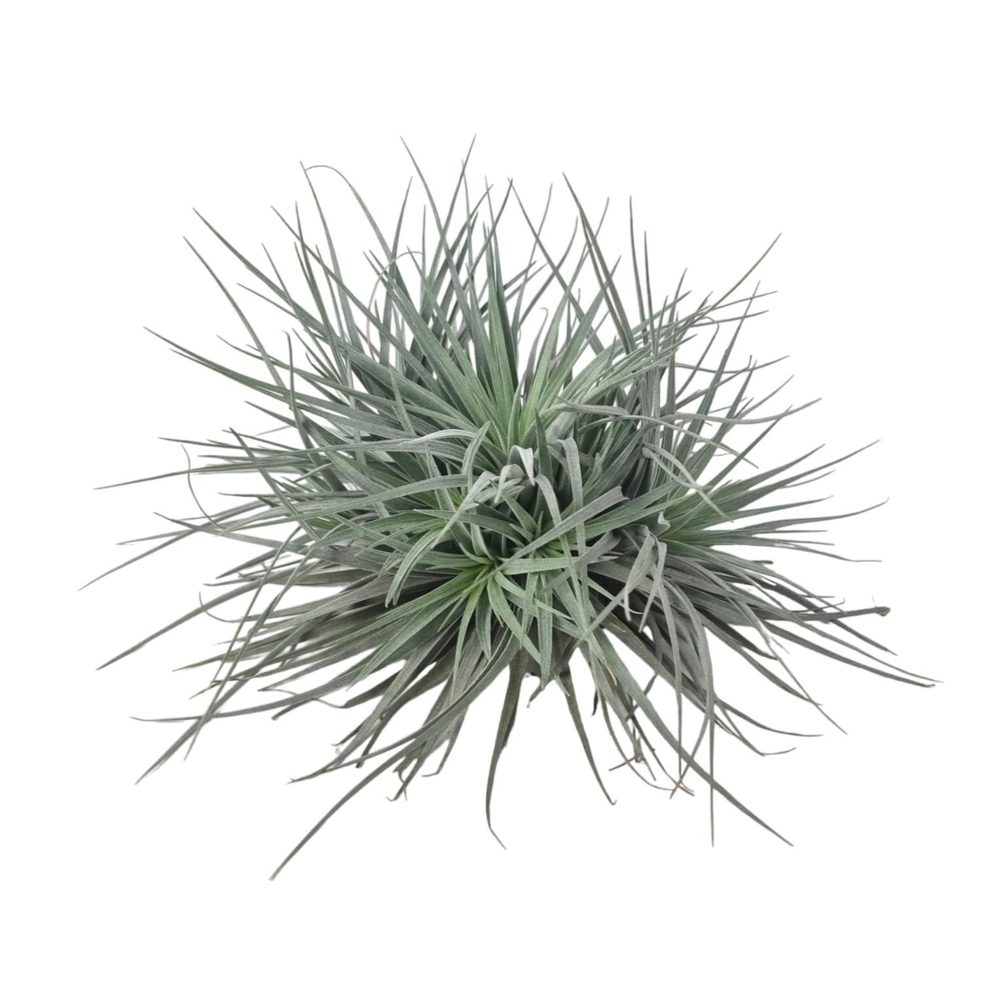 Tillandsia silver clumb large.