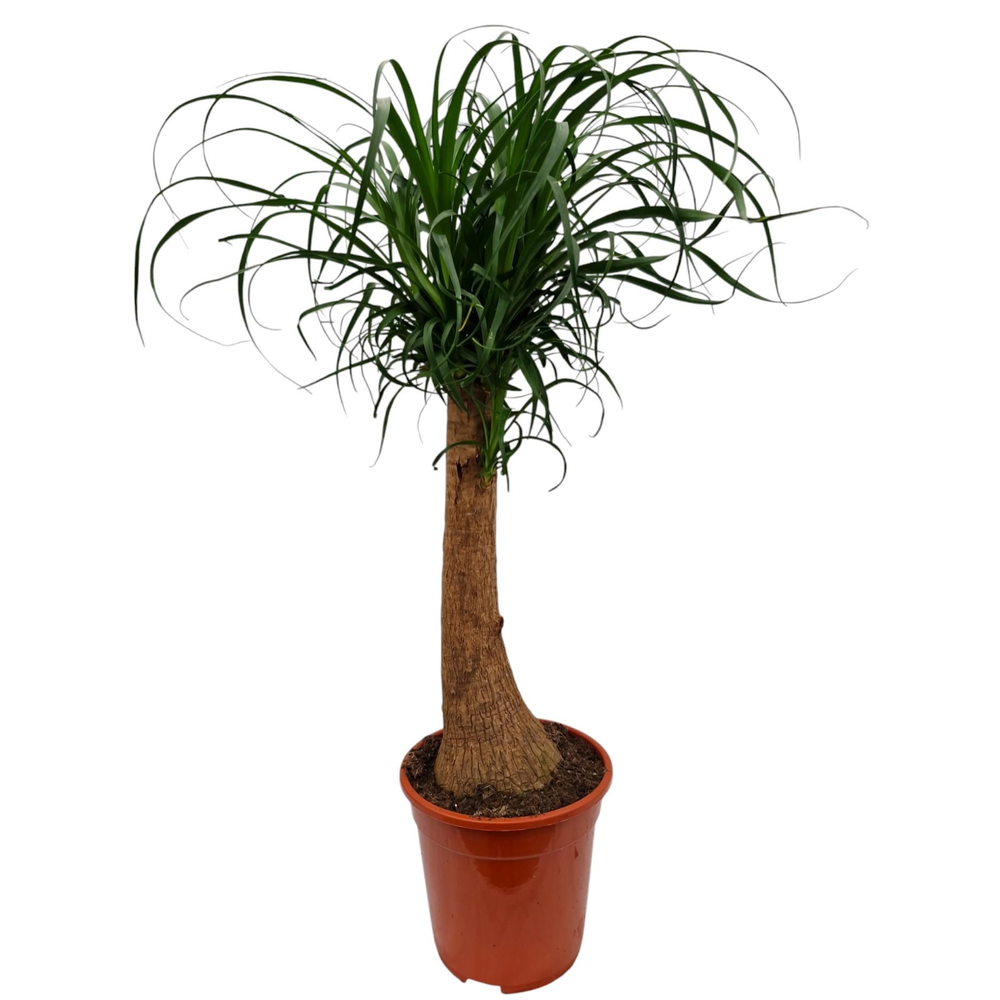 Beaucarnea 21 cm.