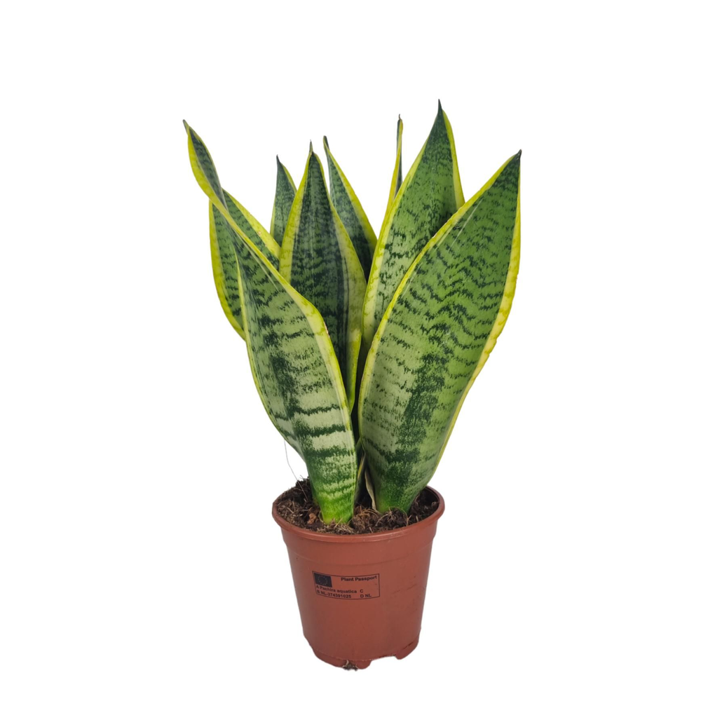 Sansevieria Superba 14 cm.