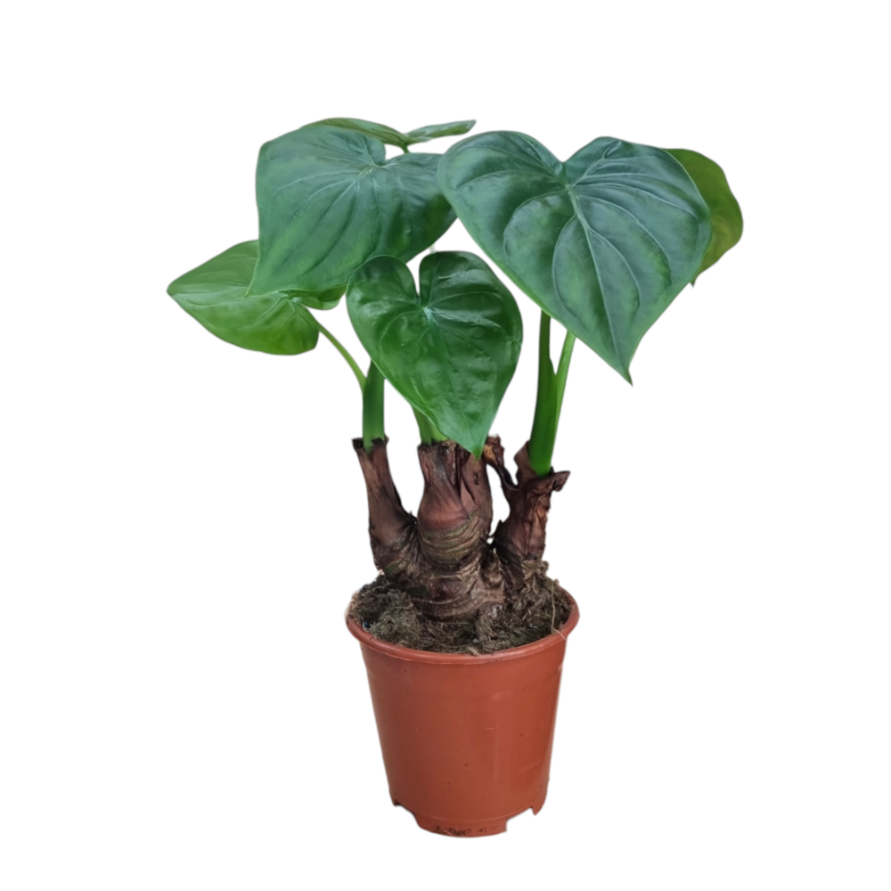 Alocasia Multitrunk green 14 cm.