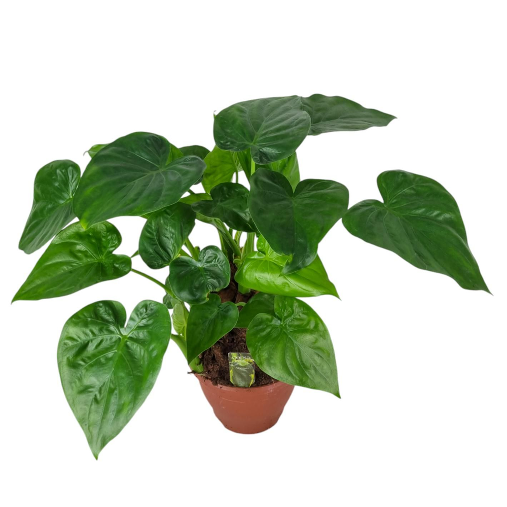Alocasia Multitrunk green 19 cm.