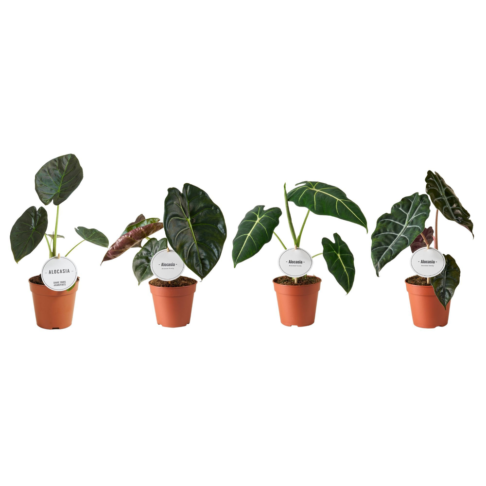 Alocasia Mix Hoog.