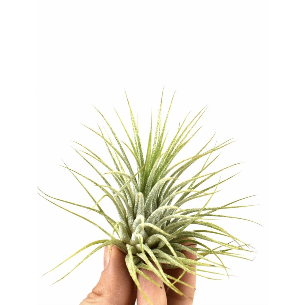 Tillandsia ionantha groen.