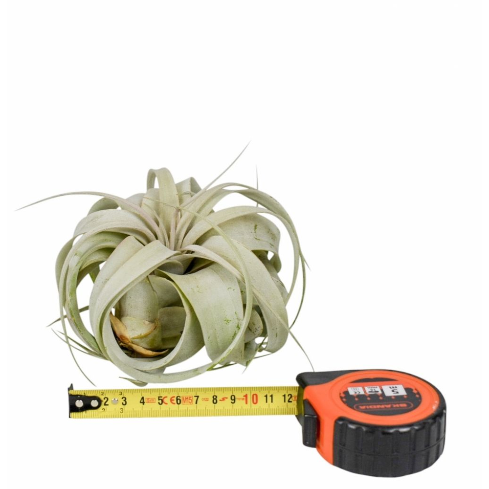 Tillandsia xerographica x10.