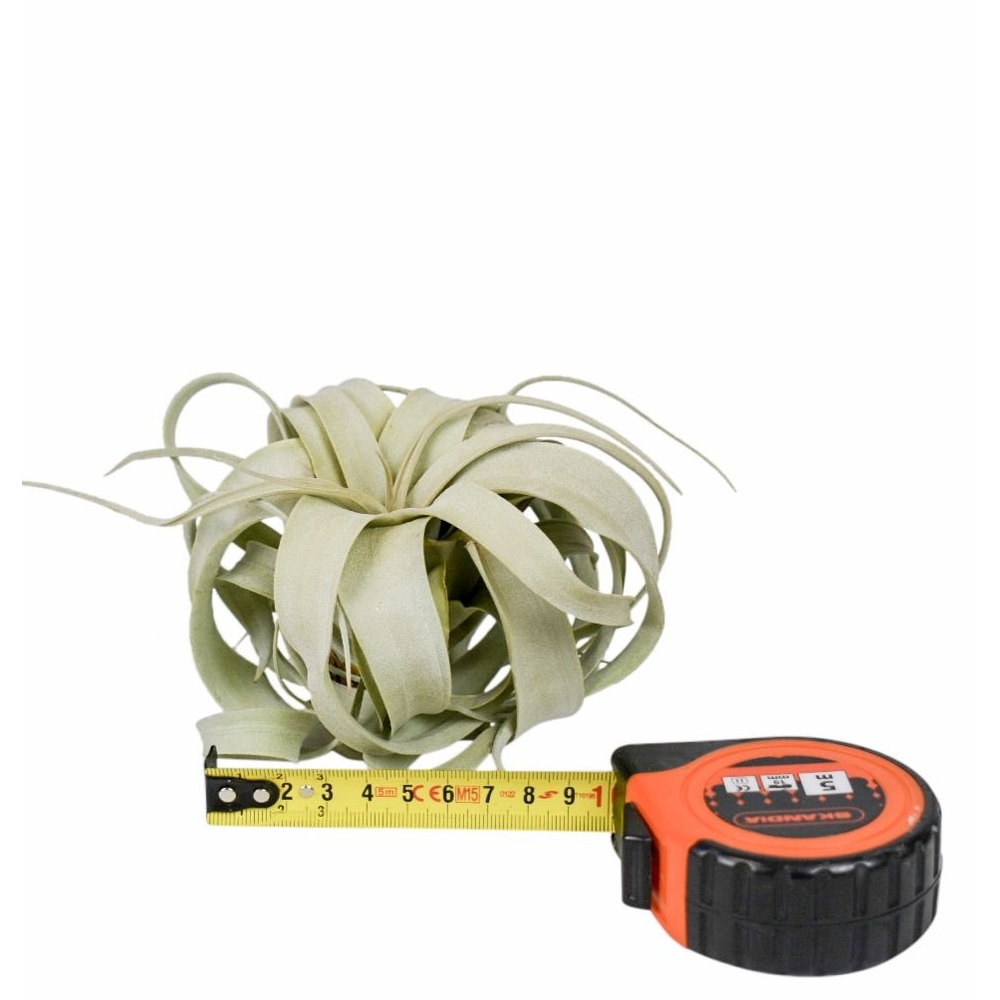 Tillandsia xerographica x12.