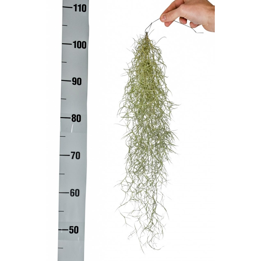 Tillandsia usneoidus x6.