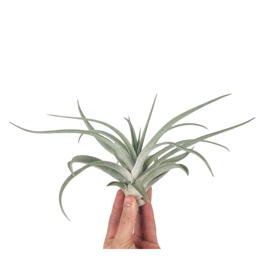 Tillandsia harissi XL.