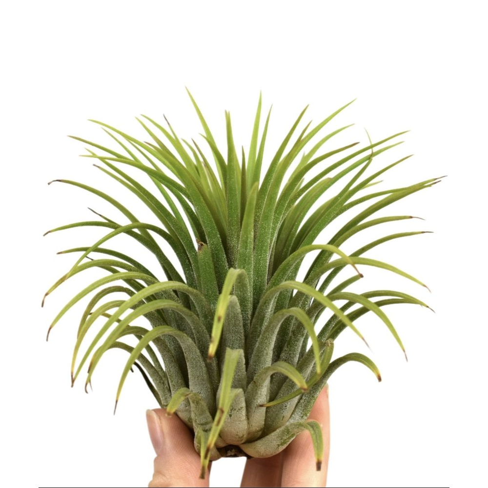 Tillandsia ionantha groen xxxl.