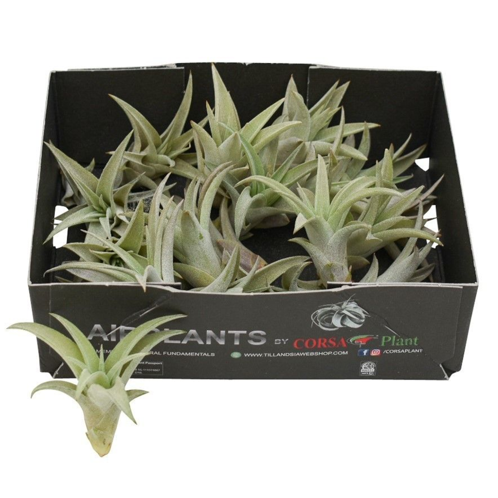 Tillandsia capitata Bonsai (baby).