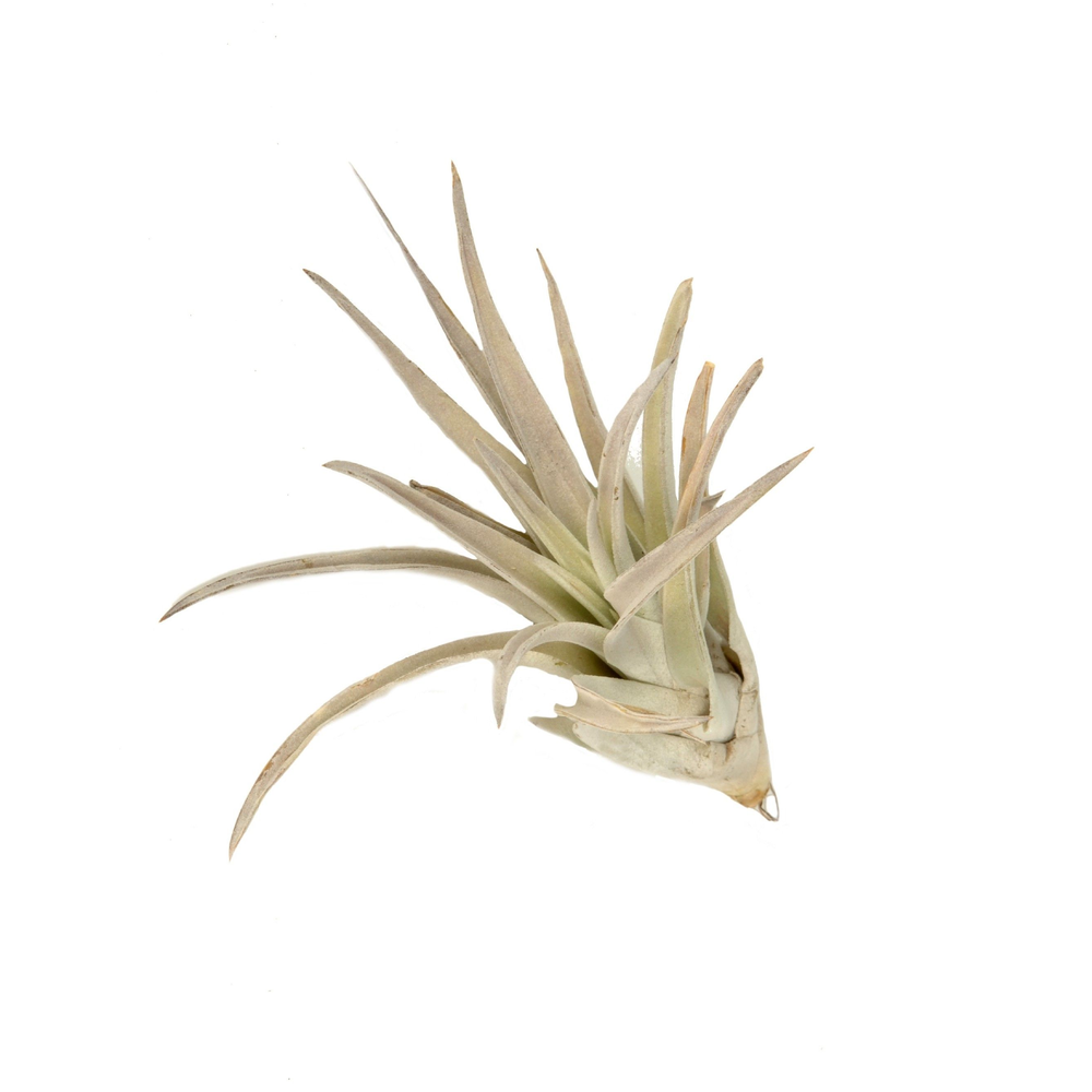 Tillandsia harissi.