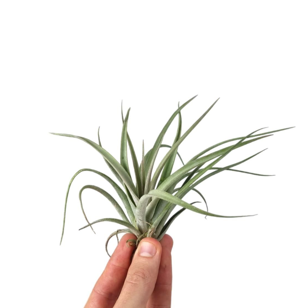 Tillandsia Pohliana.