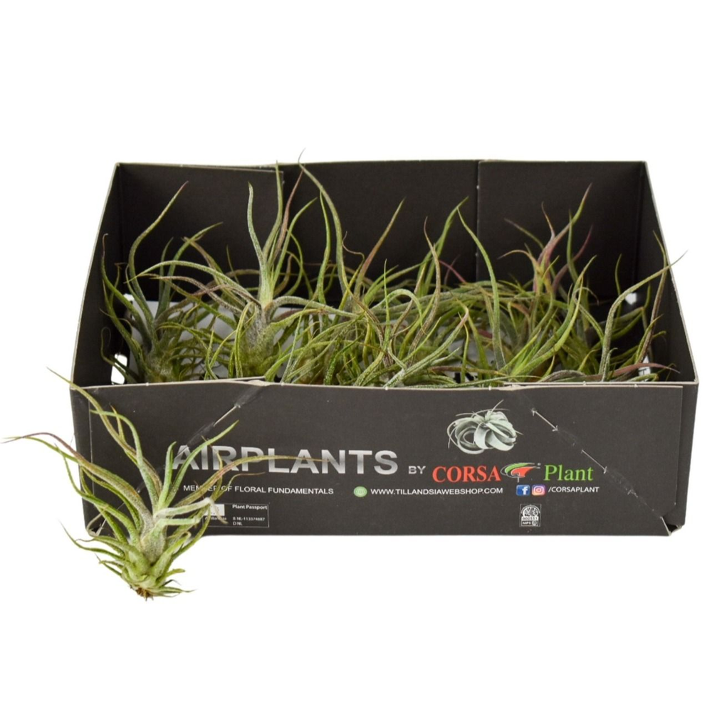 Tillandsia Pruinosa.