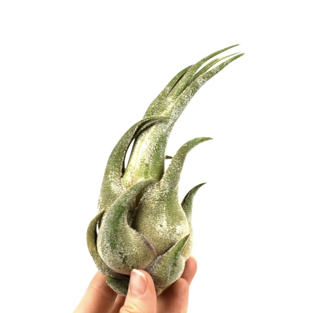 Tillandsia seleriana.