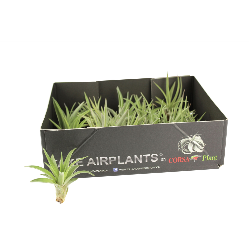 Tillandsia abdita.