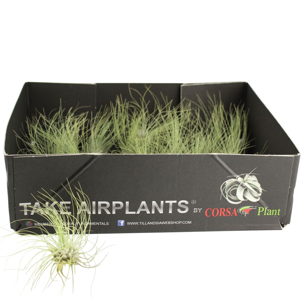 Tillandsia argentea.