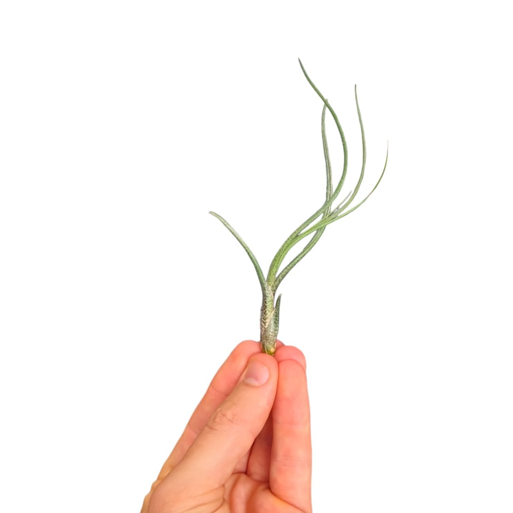 Tillandsia Butzii bonsai (baby).
