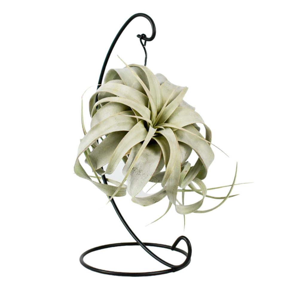 Tillandsia King xero hanger.