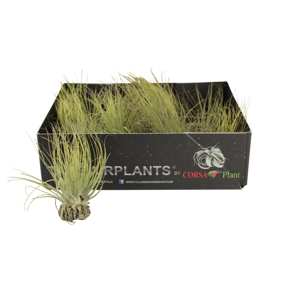 Tillandsia magnusiana.