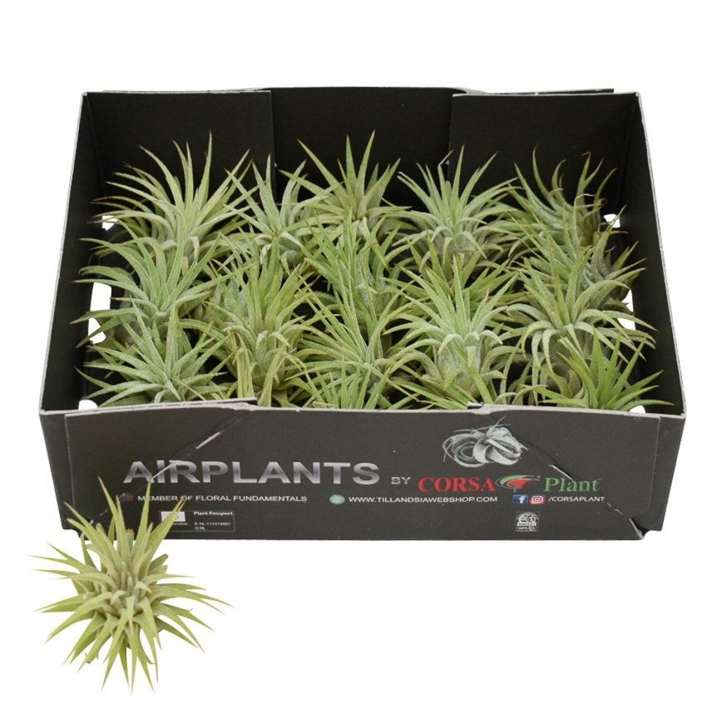Tillandsia ionantha groen Bonsai (baby).