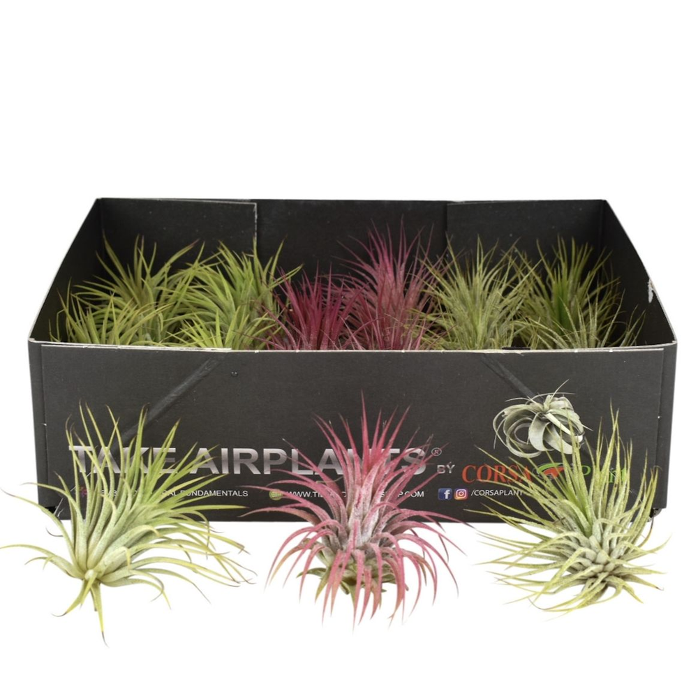 Tillandsia ionantha mix. (ionantha groen/ionantha .