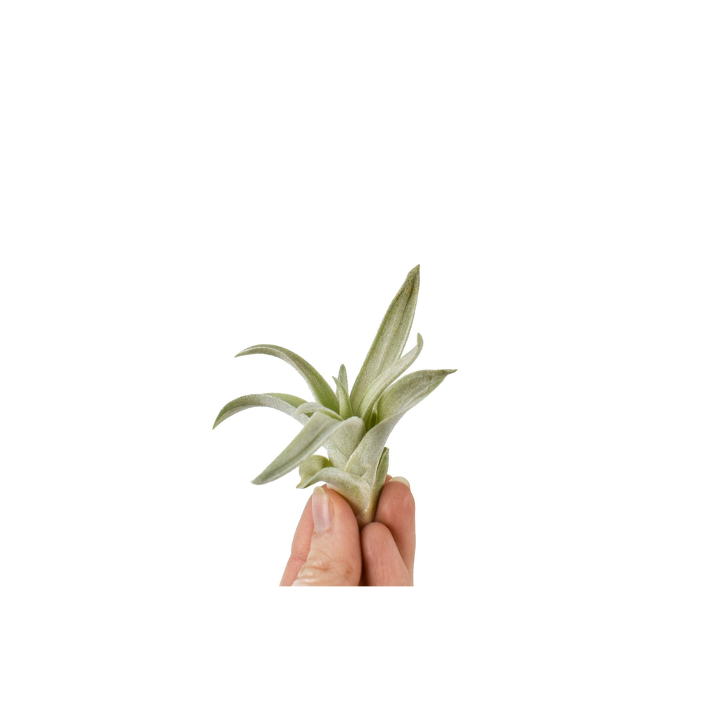 Tillandsia Harissi Bonsai (baby).