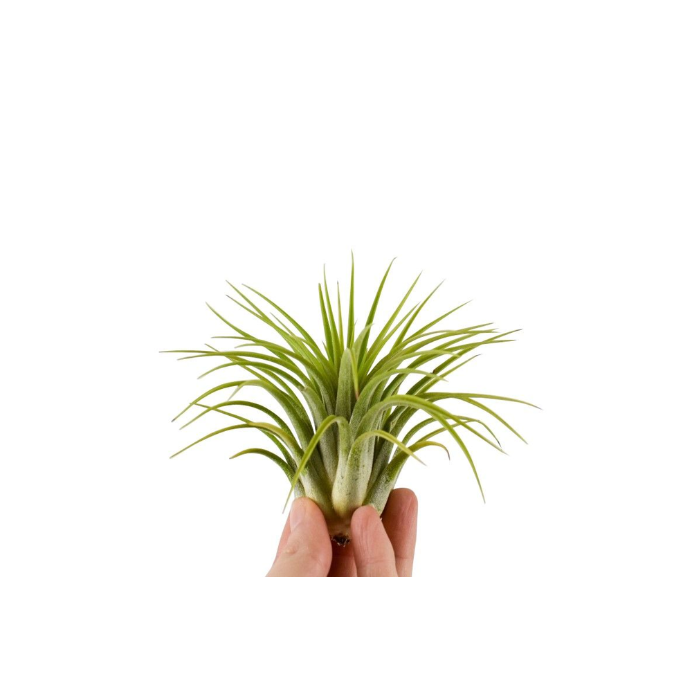 Tillandsia ionantha groen XL.