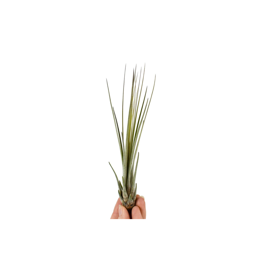 Tillandsia juncea Bonsai (baby).