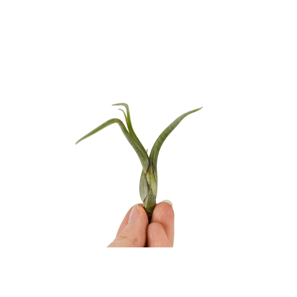 Tillandsia bailey Bonsai (baby).