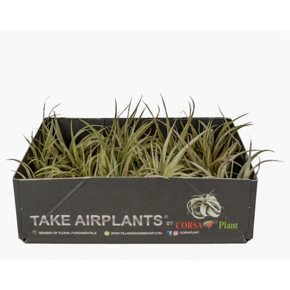 Tillandsia capitata.